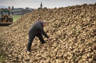 La récolte de betteraves à sucre est qualifiée cette année de moyenne à bonne (archives). KEYSTONE/LAURENT GILLIERON